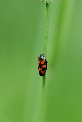 David Plant Photography - Wildlife Photographer - Froghopper - Cercopis vulnerata - A